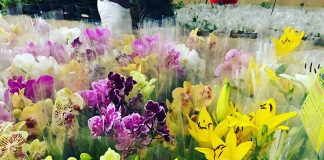 Festival das Flores de Holambra chega a Brasília