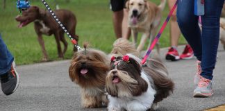 Águas Claras recebe a 2ª PetExpo Brasília