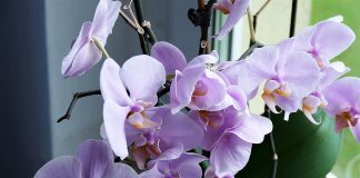 Workshop especial para quem ama orquídeas