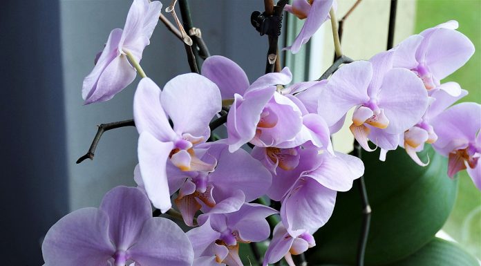 Workshop especial para quem ama orquídeas