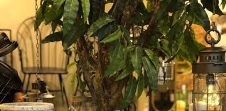 Empresária brasiliense confere grandes mostras nacionais