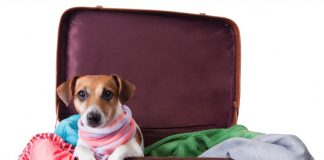 Cuidados para viagem com o seu Pet