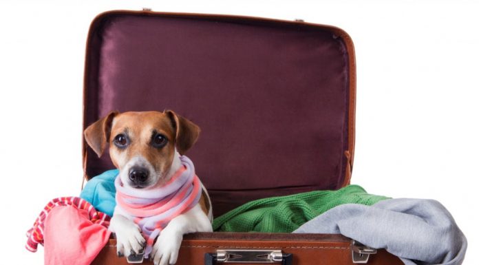 Cuidados para viagem com o seu Pet