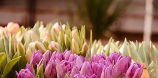 Embaixada do Reino dos Países Baixos leva reconhecimento e cuidado para hospital no DF