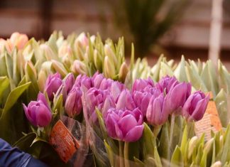 Embaixada do Reino dos Países Baixos leva reconhecimento e cuidado para hospital no DF