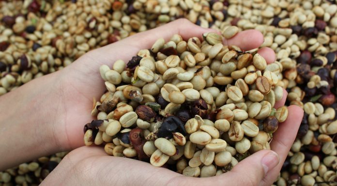 Capital recebe o evento Coffe Brasília