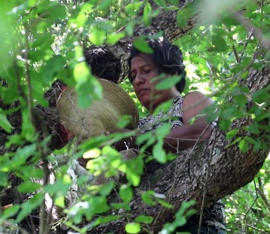 CCBB Educativo celebra o Dia do Cinema Nacional