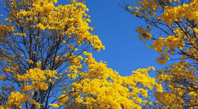 Exposição Brasília: Uma Cidade em Quadros é exibida no Boulevard Shopping