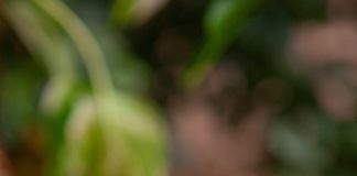 Benita Paninoteca estreia na 30ª Brasília Restaurant Week