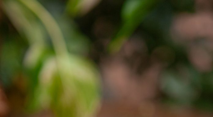 Benita Paninoteca estreia na 30ª Brasília Restaurant Week