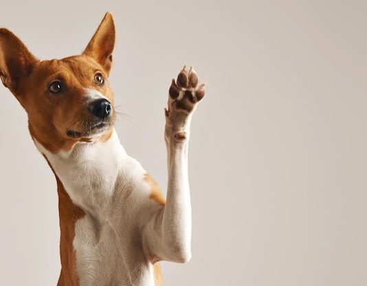 Cegueira em pets: campanha no DF conscientiza sobre o tema