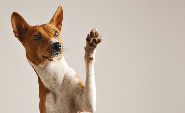 Cegueira em pets: campanha no DF conscientiza sobre o tema