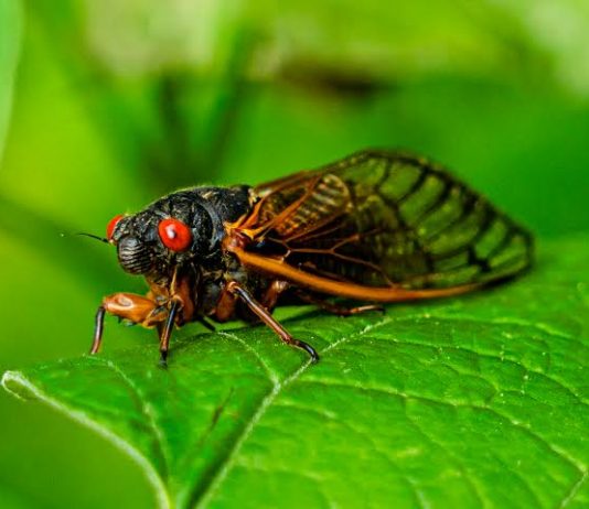 Canto das cigarras: entenda a relação do som emitido pelo inseto e o início do período chuvoso
